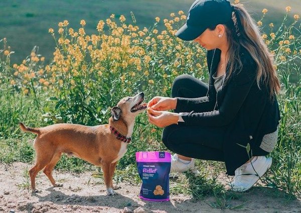 How to Teach a Dog to Safely Interact with Wildlife?